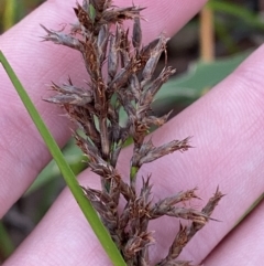 Lepidosperma sieberi (Sandhill Sword-sedge) at Jervis Bay, JBT - 3 Oct 2023 by Tapirlord