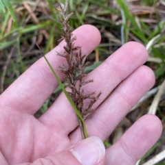 Lepidosperma sieberi at Jervis Bay, JBT - 4 Oct 2023