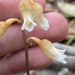 Gastrodia sesamoides (Cinnamon Bells) at Jervis Bay, JBT - 4 Oct 2023 by Tapirlord