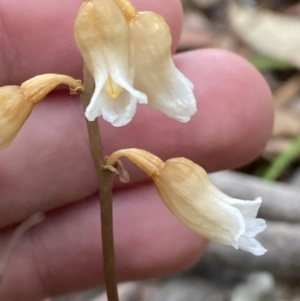 Gastrodia sesamoides at Jervis Bay, JBT - suppressed