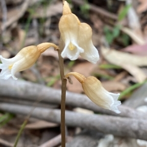 Gastrodia sesamoides at Jervis Bay, JBT - suppressed