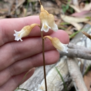 Gastrodia sesamoides at Jervis Bay, JBT - suppressed