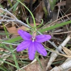 Scaevola ramosissima (Hairy Fan-flower) at Jervis Bay, JBT - 4 Oct 2023 by Tapirlord