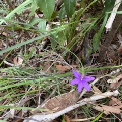 Scaevola ramosissima at Jervis Bay, JBT - 4 Oct 2023 10:02 AM