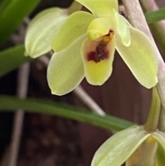 Cymbidium suave (Snake Orchid) at Jervis Bay, JBT - 3 Oct 2023 by Tapirlord