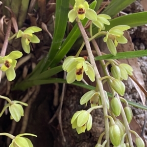 Cymbidium suave at Jervis Bay, JBT - 4 Oct 2023