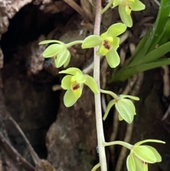 Cymbidium suave at Jervis Bay, JBT - 4 Oct 2023