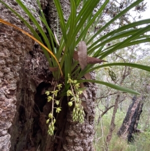 Cymbidium suave at Jervis Bay, JBT - 4 Oct 2023