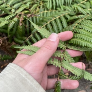 Cyathea cooperi at Jervis Bay, JBT - suppressed