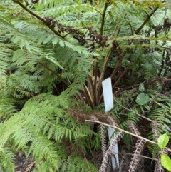 Cyathea cooperi at Jervis Bay, JBT - suppressed