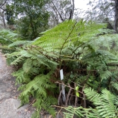 Cyathea cooperi at Jervis Bay, JBT - suppressed