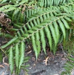 Cyathea cooperi at Jervis Bay, JBT - suppressed