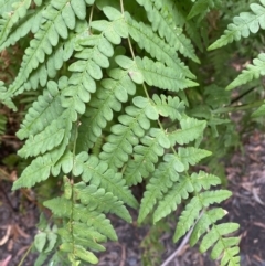 Histiopteris incisa (Bat's-Wing Fern) at Jervis Bay, JBT - 3 Oct 2023 by Tapirlord