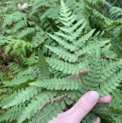 Histiopteris incisa at Jervis Bay, JBT - suppressed