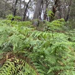 Histiopteris incisa at Jervis Bay, JBT - suppressed