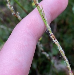 Baloskion tetraphyllum at Jervis Bay, JBT - 4 Oct 2023 09:58 AM