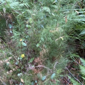 Baloskion tetraphyllum at Jervis Bay, JBT - 4 Oct 2023 09:58 AM