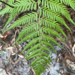 Calochlaena dubia (Rainbow Fern) at Booderee National Park - 3 Oct 2023 by Tapirlord