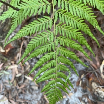 Calochlaena dubia (Rainbow Fern) at Jervis Bay, JBT - 3 Oct 2023 by Tapirlord