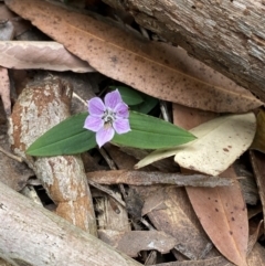 Schelhammera undulata (Lilac Lily) at Booderee National Park - 3 Oct 2023 by Tapirlord