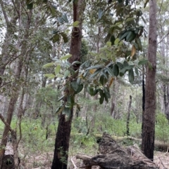 Syncarpia glomulifera subsp. glomulifera (Turpentine) at Jervis Bay, JBT - 4 Oct 2023 by Tapirlord