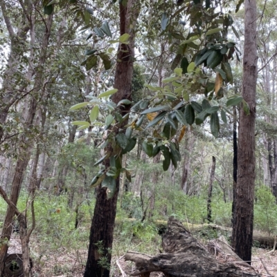 Syncarpia glomulifera subsp. glomulifera (Turpentine) at Jervis Bay, JBT - 4 Oct 2023 by Tapirlord