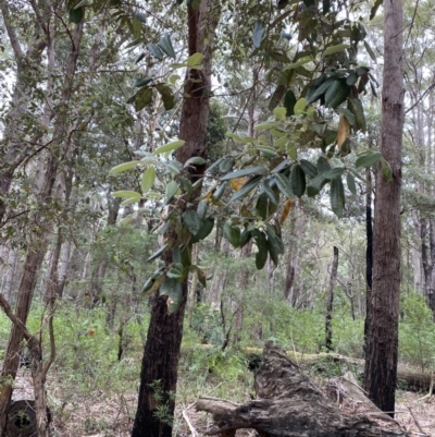 Syncarpia glomulifera subsp. glomulifera (Turpentine) at Jervis Bay, JBT - 3 Oct 2023 by Tapirlord