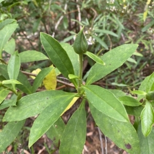 Hibbertia scandens at Jervis Bay, JBT - 4 Oct 2023 09:48 AM