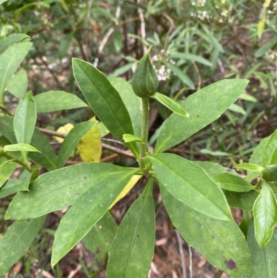 Hibbertia scandens (Climbing Guinea Flower) at Jervis Bay, JBT - 4 Oct 2023 by Tapirlord