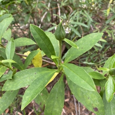 Hibbertia scandens (Climbing Guinea Flower) at Jervis Bay, JBT - 3 Oct 2023 by Tapirlord