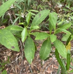 Hibbertia scandens at Jervis Bay, JBT - 4 Oct 2023 09:48 AM