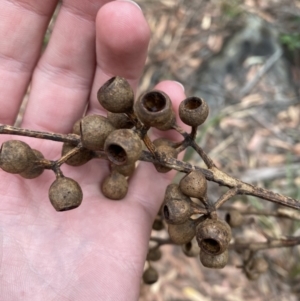 Eucalyptus pilularis at Booderee National Park - 4 Oct 2023 09:47 AM