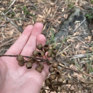 Eucalyptus pilularis at Booderee National Park - 4 Oct 2023 09:47 AM