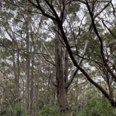 Eucalyptus pilularis at Booderee National Park - 4 Oct 2023 09:47 AM
