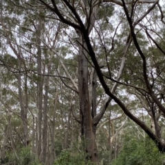 Eucalyptus pilularis at Jervis Bay, JBT - 4 Oct 2023