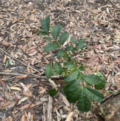 Synoum glandulosum subsp. glandulosum (Scentless Rosewood) at Jervis Bay, JBT - 3 Oct 2023 by Tapirlord