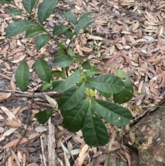 Synoum glandulosum subsp. glandulosum at Jervis Bay, JBT - 4 Oct 2023