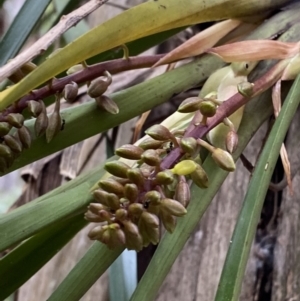 Cymbidium suave at Hyams Beach, NSW - suppressed