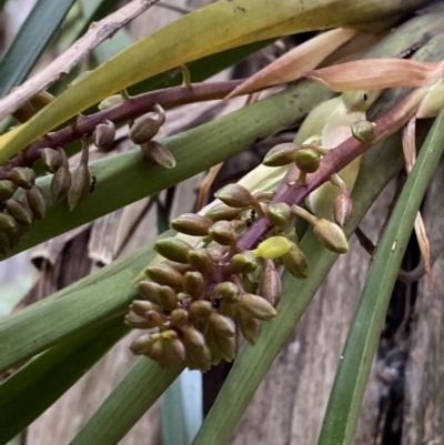 Cymbidium suave (Snake Orchid) at Hyams Beach, NSW - 3 Oct 2023 by Tapirlord