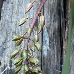 Cymbidium suave at Hyams Beach, NSW - suppressed