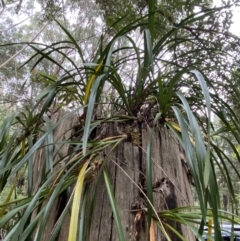 Cymbidium suave at Hyams Beach, NSW - suppressed