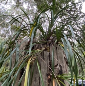 Cymbidium suave at Hyams Beach, NSW - suppressed