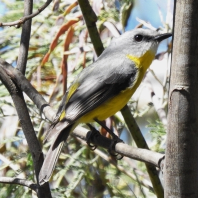 Eopsaltria australis (Eastern Yellow Robin) at Gigerline Nature Reserve - 22 Oct 2023 by JohnBundock