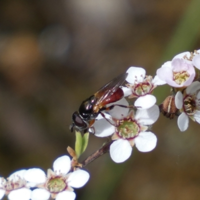 Psilota rubra (Red-tailed hoverfly) at Jerrabomberra, NSW - 15 Oct 2023 by SteveBorkowskis