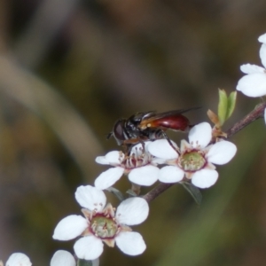 Psilota rubra at Jerrabomberra, NSW - 15 Oct 2023