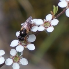 Psilota rubra at Jerrabomberra, NSW - 15 Oct 2023