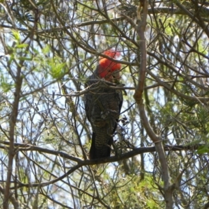 Callocephalon fimbriatum at Cook, ACT - suppressed