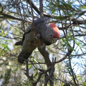 Callocephalon fimbriatum at Cook, ACT - suppressed