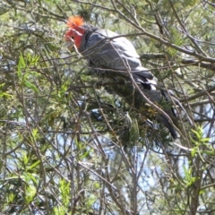 Callocephalon fimbriatum at Cook, ACT - suppressed