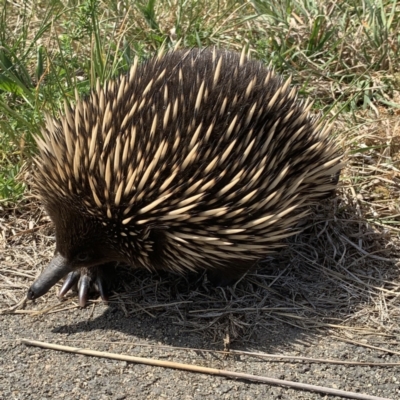 Tachyglossus aculeatus (Short-beaked Echidna) at Majura, ACT - 2 Oct 2023 by A.Graham